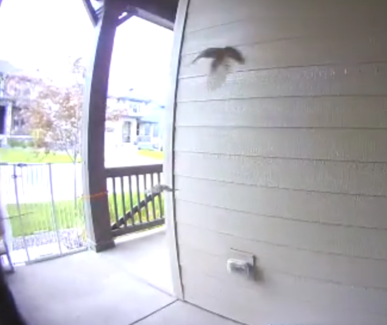 Say's Phoebe, Fledge, Morrison, Colorado, baby birds